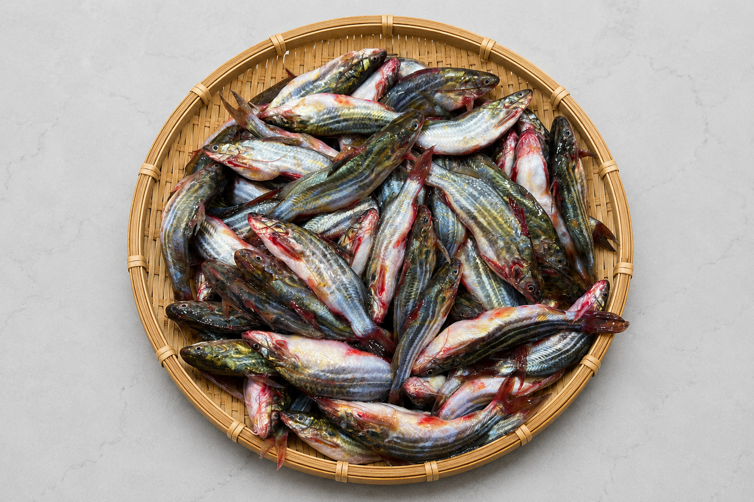 Guillá Mas (Twospot Catfish) — Rohingya Research Foundation