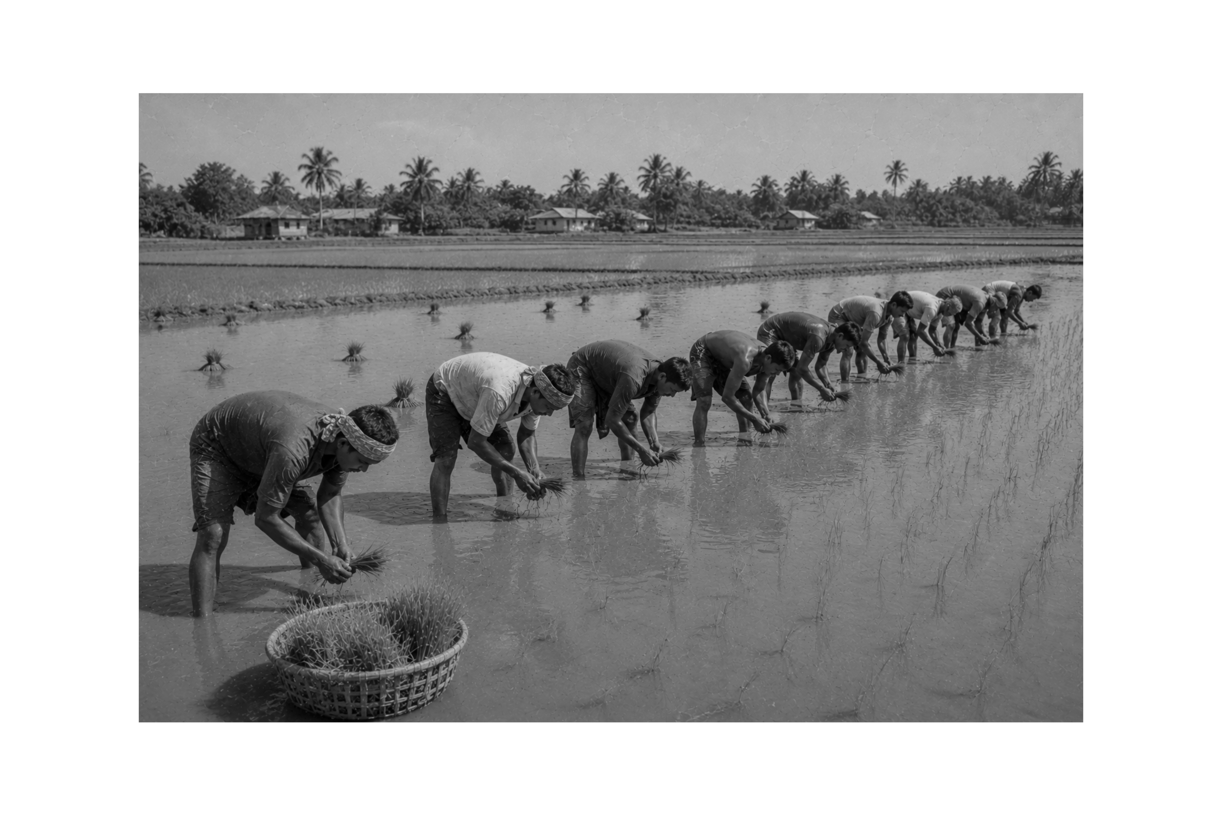 Rua Ruá (Paddy Planting) — Rohingya Research Foundation