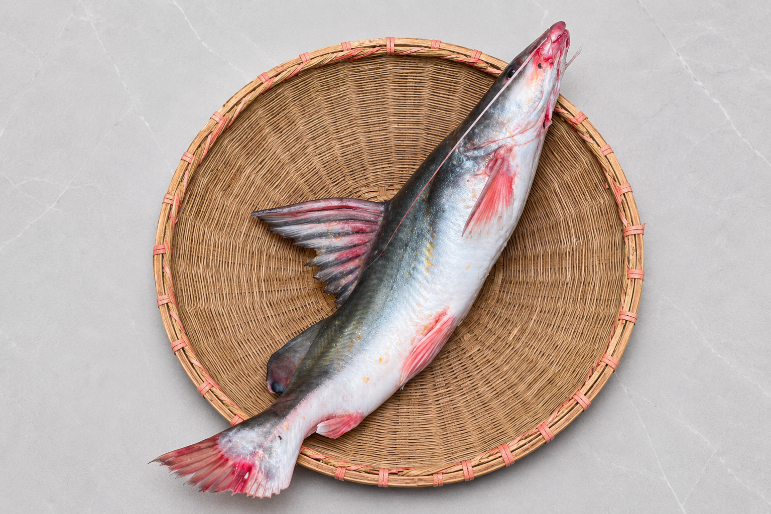 Gúzzá Mas (Long-Whiskered Catfish) — Rohingya Research Foundation