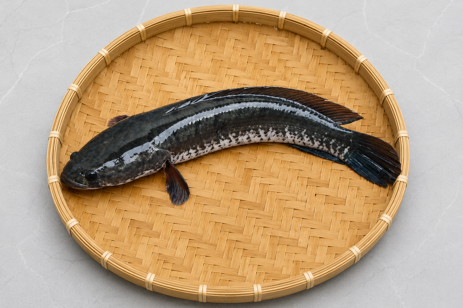 Hólím Mas (Snakehead Murrel) — Rohingya Research Foundation