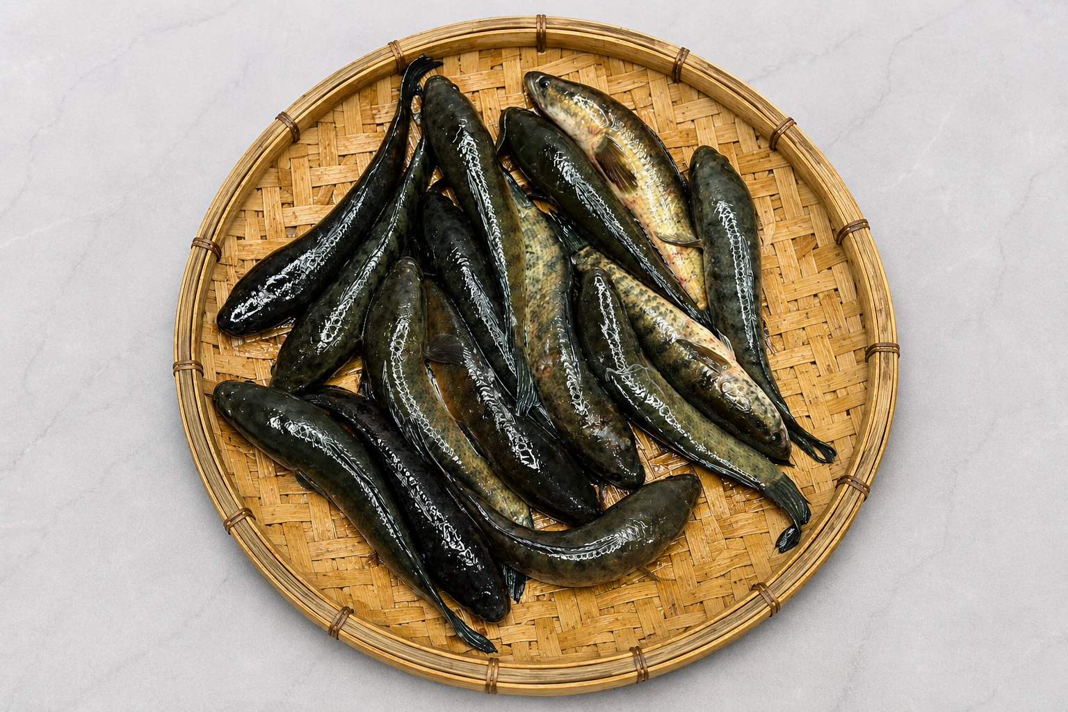 Taái Mas (Channa Punctata) — Rohingya Research Foundation