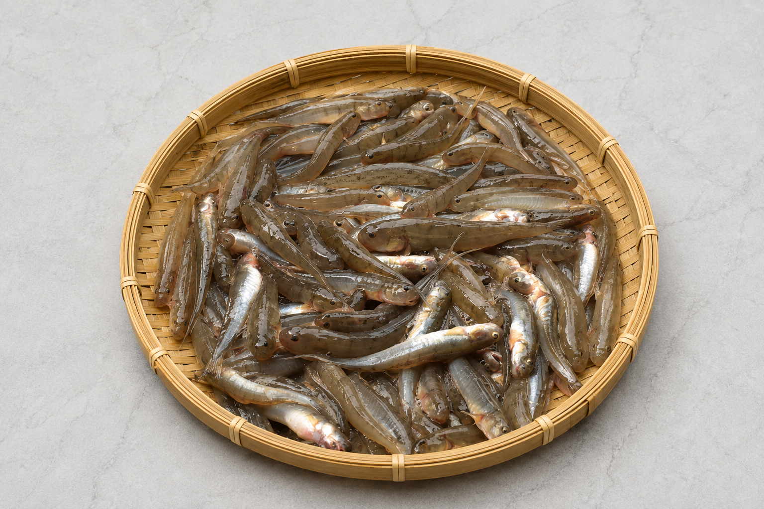 Sirím Mas (Cirratus Fish) — Rohingya Research Foundation