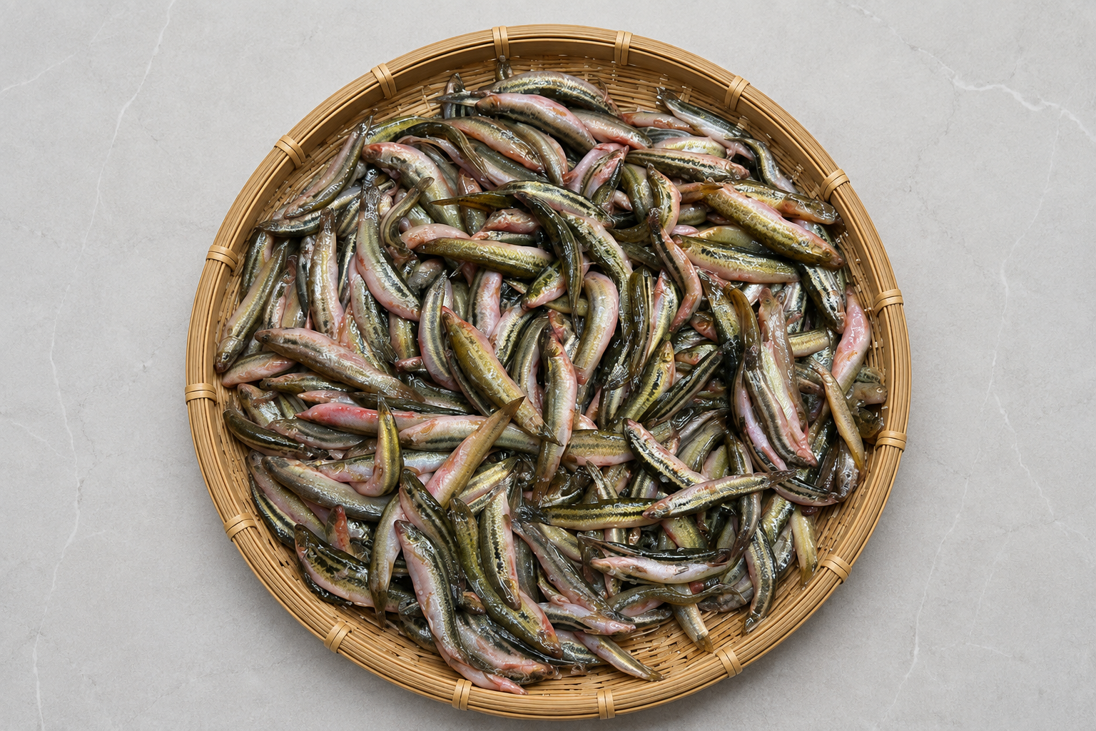 Fuinya Mas (Peacock Eel) — Rohingya Research Foundation