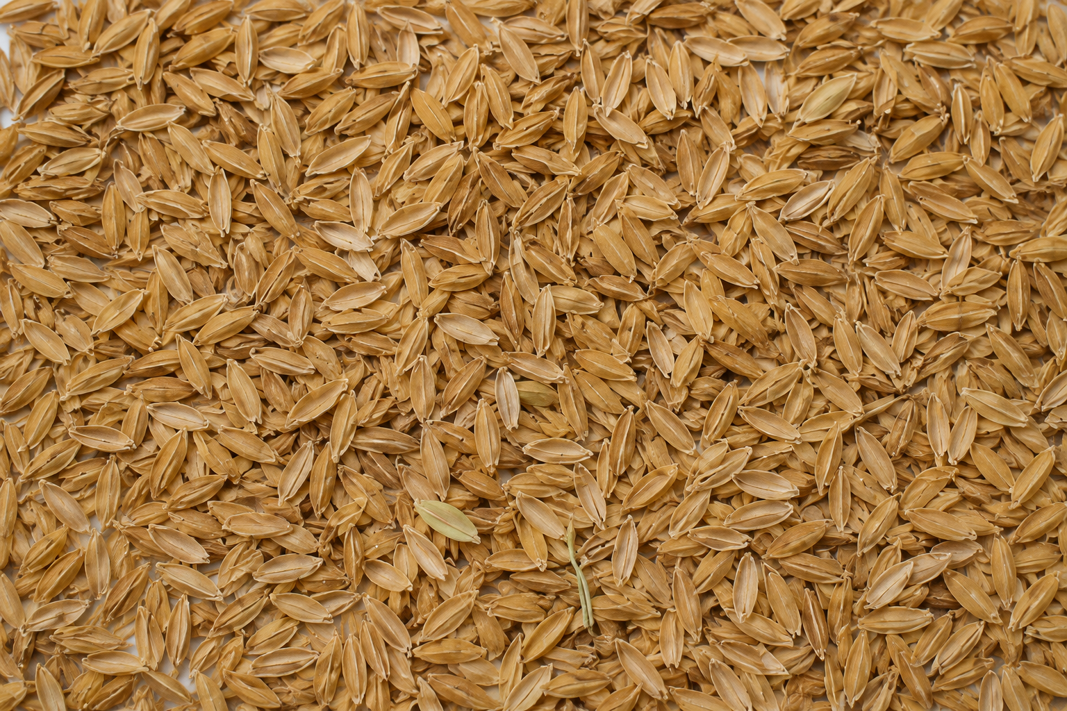 Tush (Rice Hull) — Rohingya Research Foundation