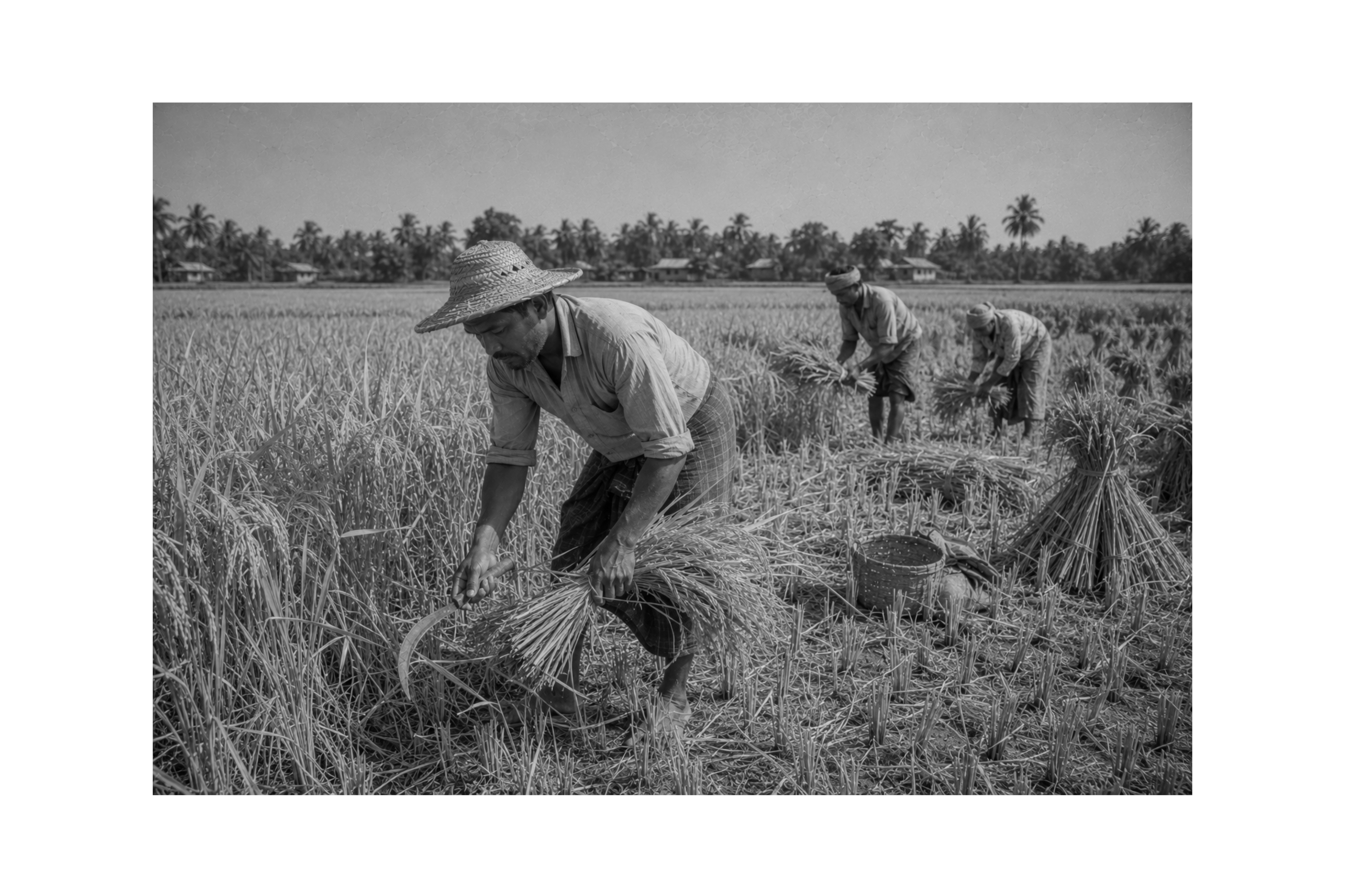 Áilla (Farmer) — Rohingya Research Foundation